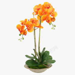 橙色蝴蝶兰白色花瓶软装装饰素材