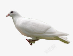和平含义代表白色代表和平的信鸽高清图片