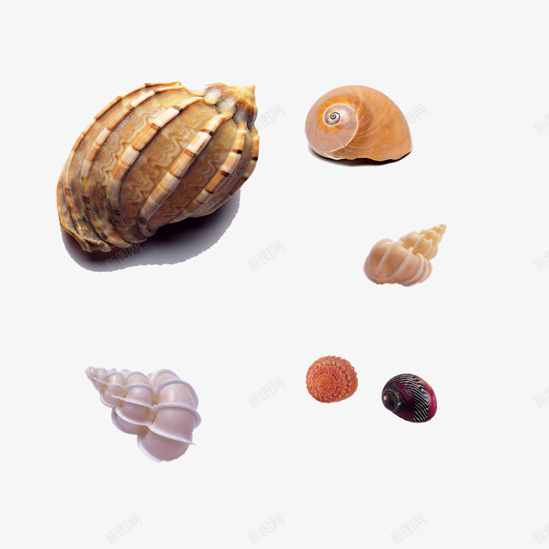 沙滩海螺png免抠素材_新图网 https://ixintu.com 产品实物 海洋生物 海滩 贝壳