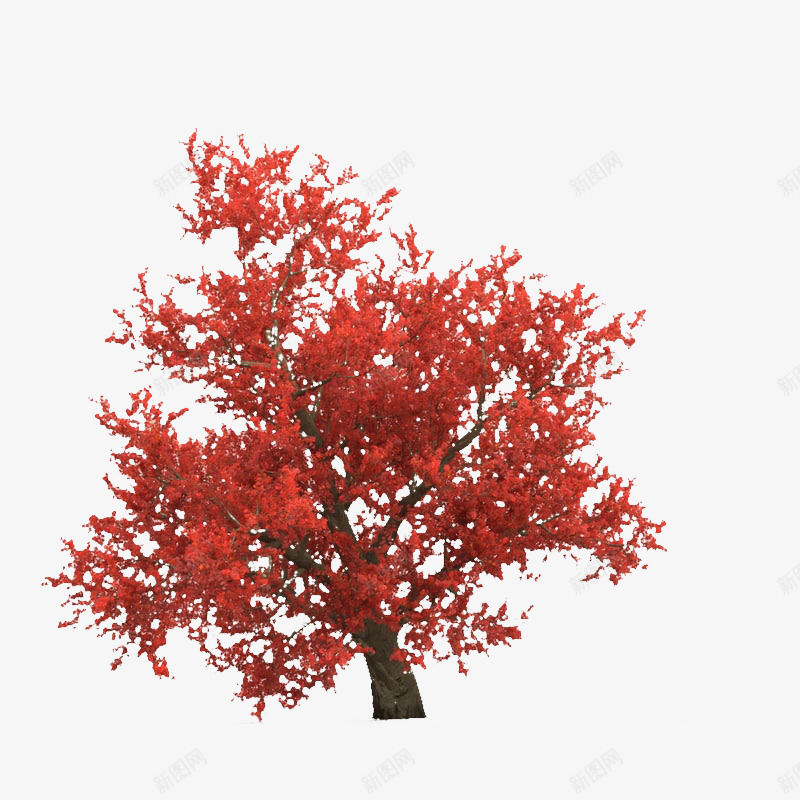 一棵红色叶子枝条树木png免抠素材_新图网 https://ixintu.com 一棵红色叶子枝条树木 树木 红叶 红叶树 红色 红色叶子