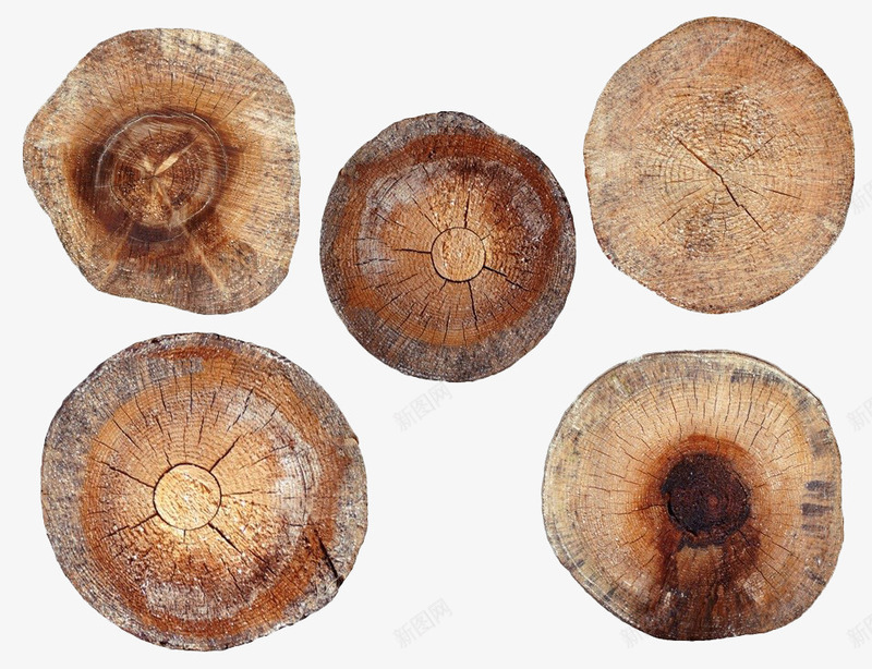 各种棕色树桩png免抠素材_新图网 https://ixintu.com 年轮 树 树桩 树轮 棕色 特写 纹理