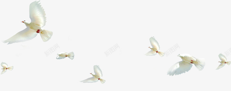 活动白色和平鸽效果飞翔png免抠素材_新图网 https://ixintu.com 和平鸽 效果 活动 白色 飞翔