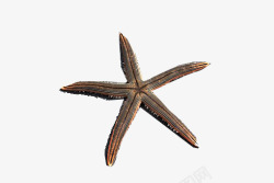 分裂动物五角海星高清图片