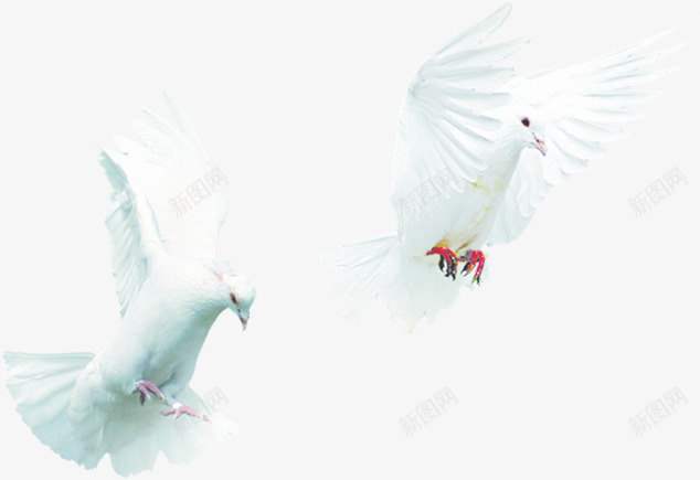 飞翔白色和平鸽创意png免抠素材_新图网 https://ixintu.com 创意 和平鸽 白色 飞翔