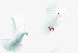 飞翔白色和平鸽创意素材