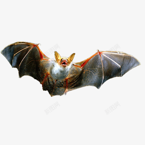 飞翔中的蝙蝠png免抠素材_新图网 https://ixintu.com 张嘴 攻击 蝙蝠 飞翔