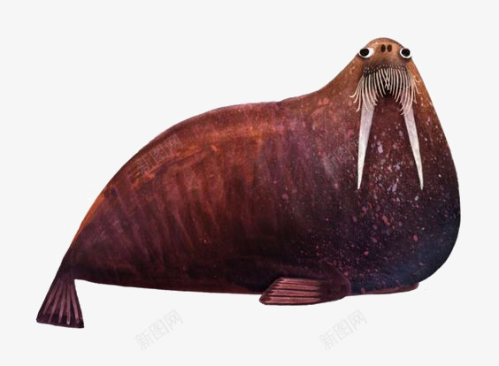 海象png免抠素材_新图网 https://ixintu.com 卡通 可爱 手绘 海洋 海象牙
