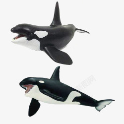 齿鲸海洋动物高清图片