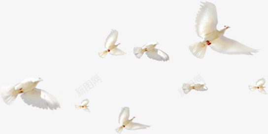 自由自在的在海边飞翔的白鸽png免抠素材_新图网 https://ixintu.com 海边 白鸽 自由自在 飞翔