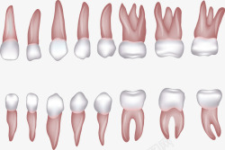 各种形状的牙齿素材
