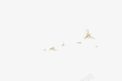 白鸽动物和平飞翔素材
