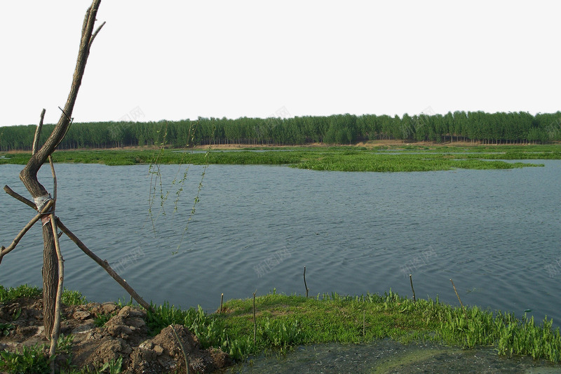 河边的枯树png免抠素材_新图网 https://ixintu.com 摄影 枯树 树木 河堤 河流 河面 绿地 自然风景 草地