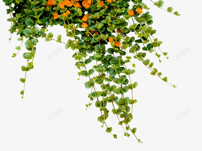 绿色植物藤条png免抠素材_新图网 https://ixintu.com 树叶 树木 茂盛 装饰图案