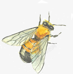 彩绘蜜蜂素材