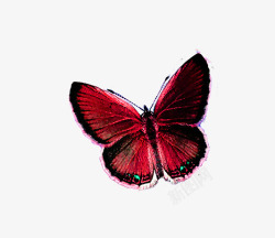 红色魅力蝴蝶素材