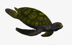绿海龟素材