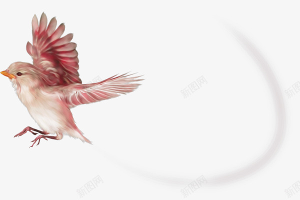 飞翔的粉红鸟png免抠素材_新图网 https://ixintu.com 小鸟 粉红色的鸟 粉红鸟 飞翔的鸟