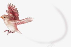 飞翔的粉红鸟素材