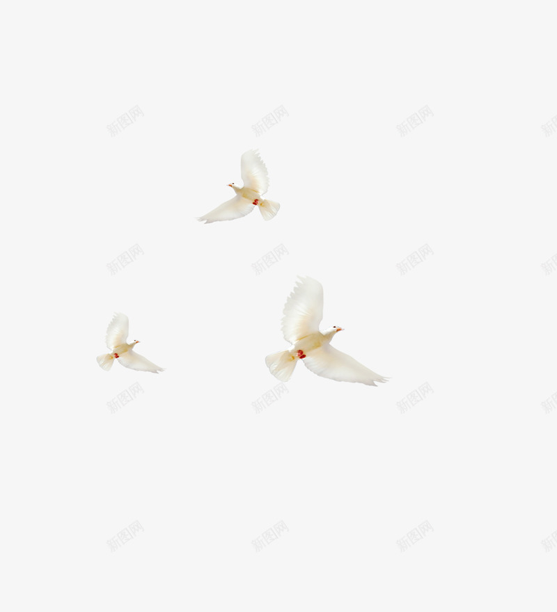 在布拉格海边飞翔的白鸽png免抠素材_新图网 https://ixintu.com 布拉格 海边 白鸽 飞翔