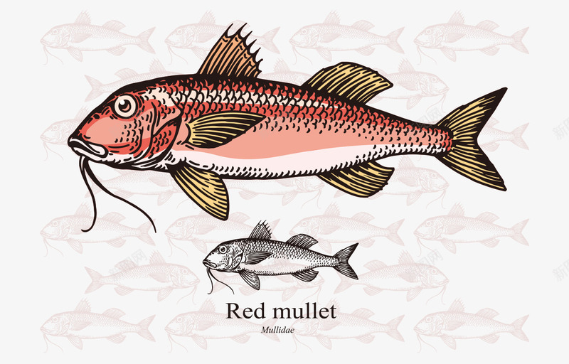 卡通手绘彩色红鲻鱼黑白图案矢量图ai免抠素材_新图网 https://ixintu.com 卡通的海洋生物 彩色的红鲻鱼 手绘的红鲻鱼 黑白红鲻鱼图案 矢量图