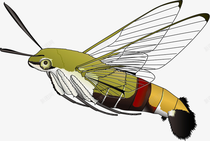 多彩飞蛾矢量图eps免抠素材_新图网 https://ixintu.com 多彩飞蛾矢量素材 昆虫 矢量素材 飞翔的多彩飞蛾 飞蛾 矢量图