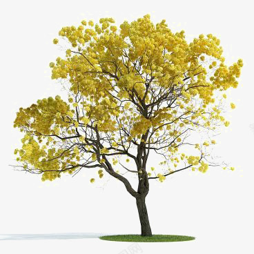 一棵大树png免抠素材_新图网 https://ixintu.com 大树 大树装饰 小树 树木 植物 黄色叶片