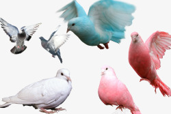 粉红色鸽子各种各类的鸽子高清图片