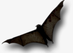 飞翔的蝙蝠素材