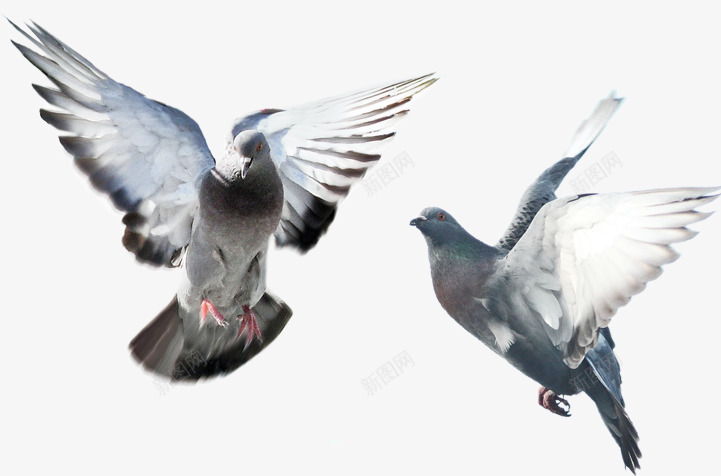 摄影海边飞翔的白鸽png免抠素材_新图网 https://ixintu.com 摄影 海边 白鸽 飞翔