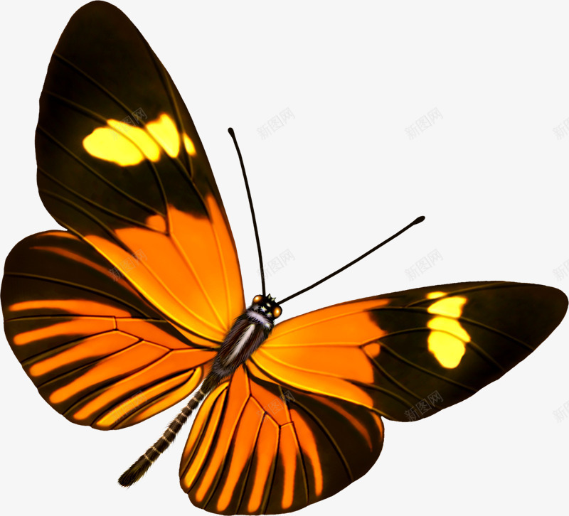 创意手绘合成飞舞的橙色蝴蝶png免抠素材_新图网 https://ixintu.com 创意 合成 橙色 蝴蝶 飞舞