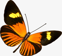 创意手绘合成飞舞的橙色蝴蝶素材