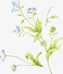 蓝色小花朵彩绘植物素材