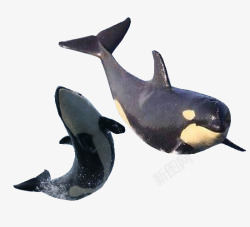 齿鲸齿鲸动物高清图片