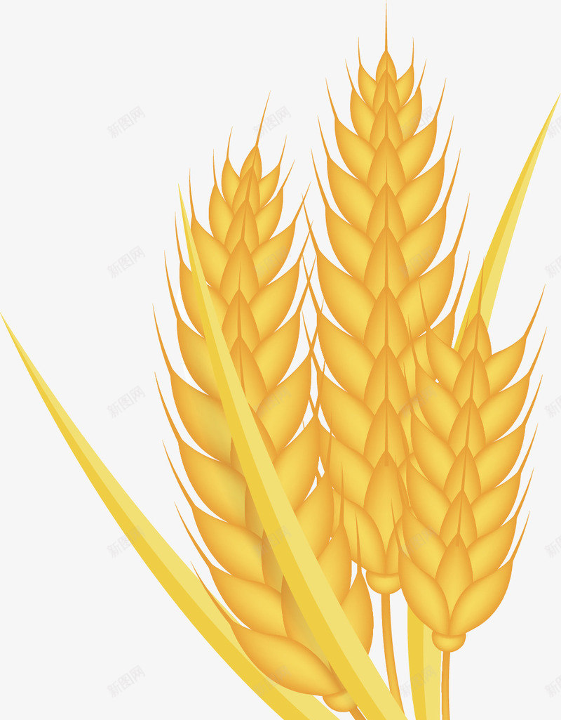 金黄色麦子矢量图ai免抠素材_新图网 https://ixintu.com 卡通绘画 好吃的 抽象 金黄色 食物 麦子 矢量图