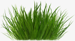 小植物办公室盆栽花园草高清图片