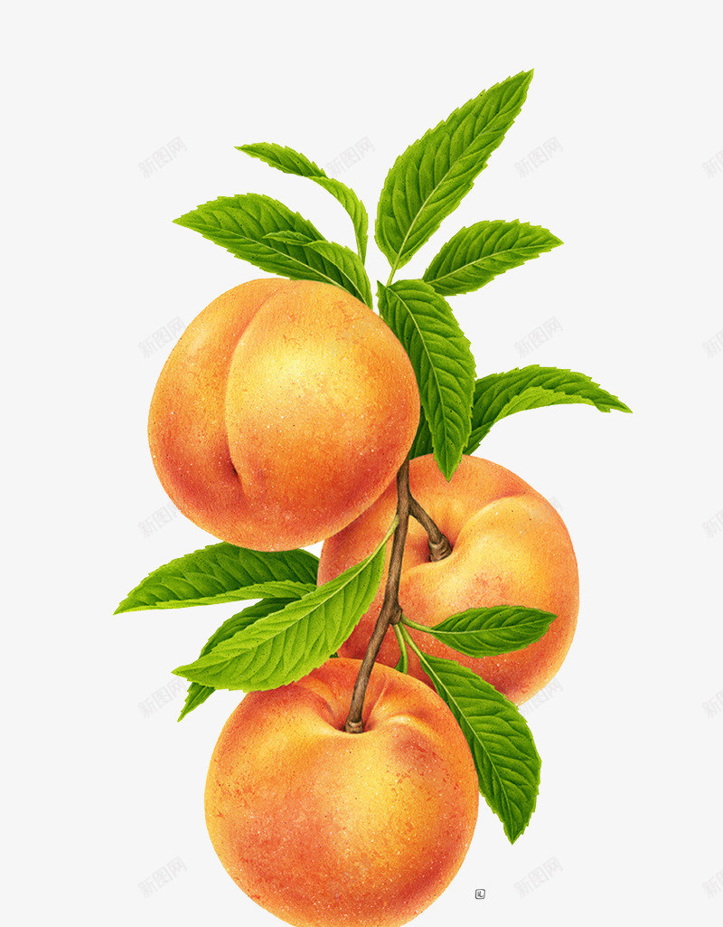 一串桃子png免抠素材_新图网 https://ixintu.com 手绘一串桃子 桃子图案 水果彩绘
