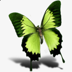 绿色蝴蝶飞翔的蝴蝶素材
