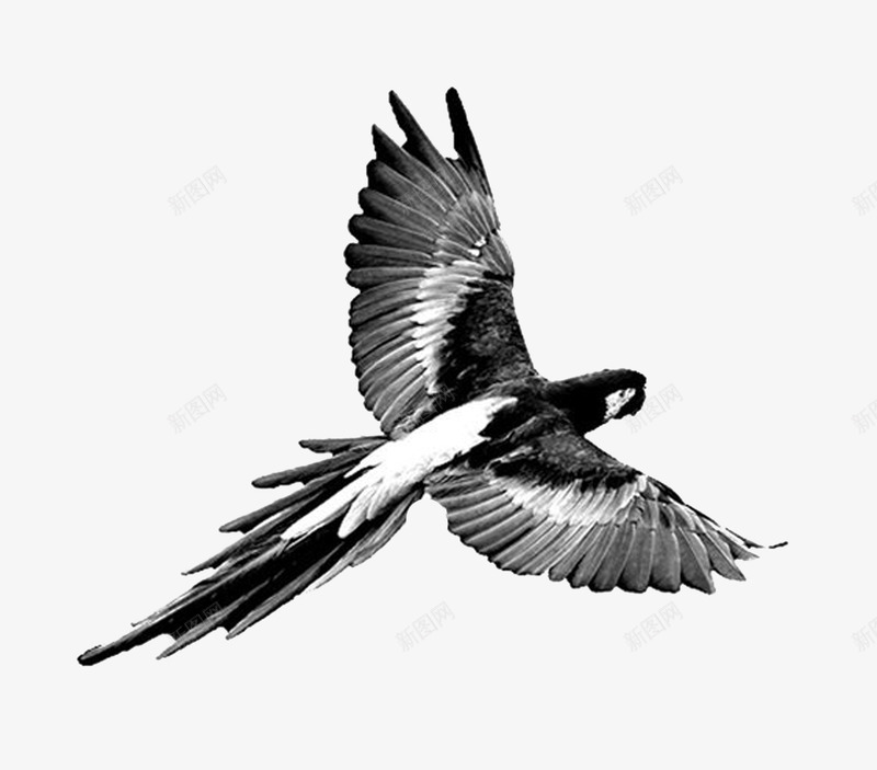 摄影飞翔的鸟儿png免抠素材_新图网 https://ixintu.com 展翅飞翔的鸟 自由的鸟 鸟儿png图片 鸟免抠素材