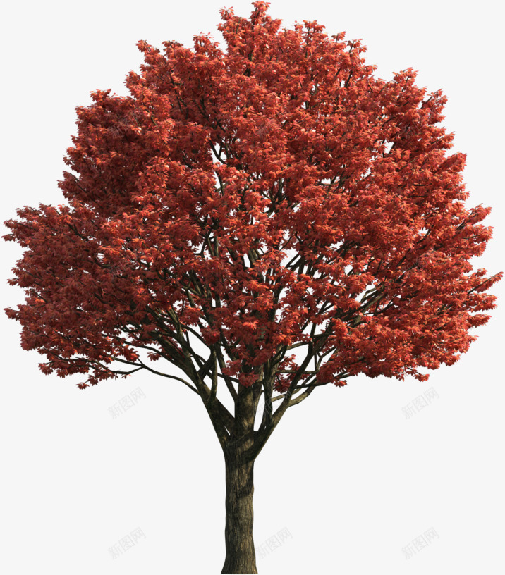 红叶树png免抠素材_新图网 https://ixintu.com 公园 树木 素材 红叶树 装饰