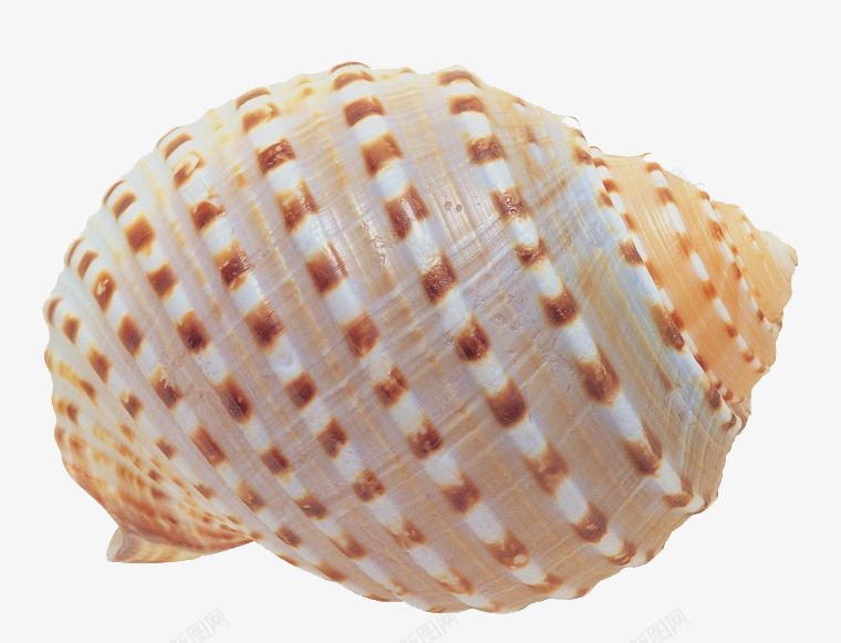 时尚海螺png免抠素材_新图网 https://ixintu.com 海洋生物 海鲜 贝壳 食物