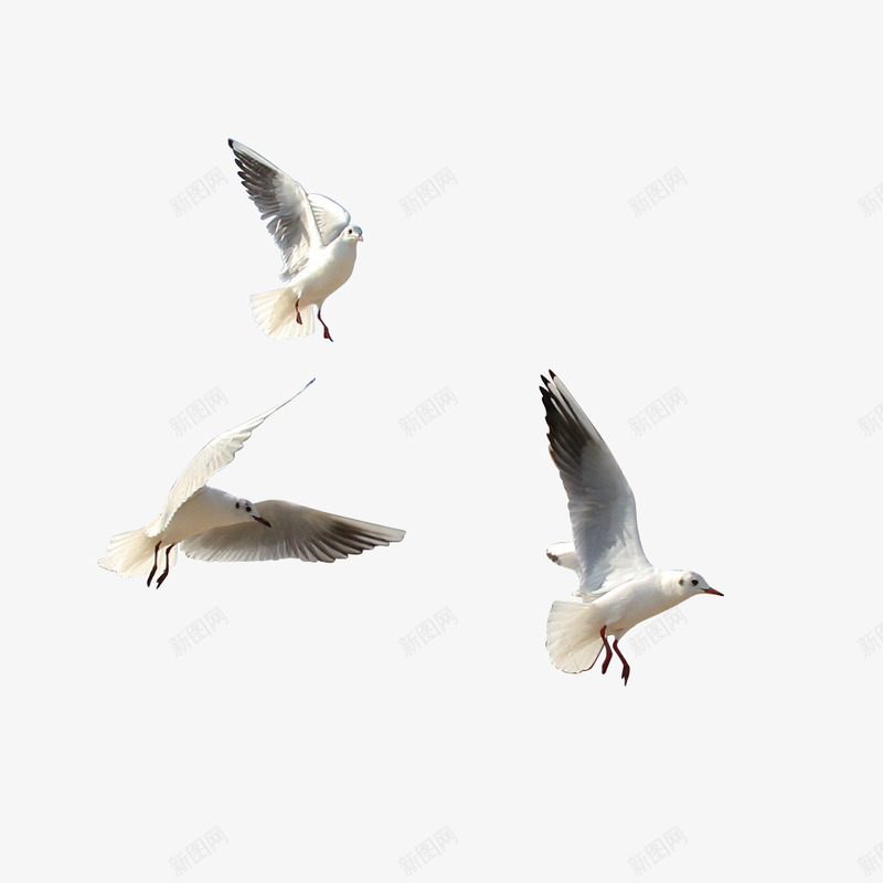 三只白色鸟图案psd免抠素材_新图网 https://ixintu.com 三只鸟 白色 装饰图案 飞翔