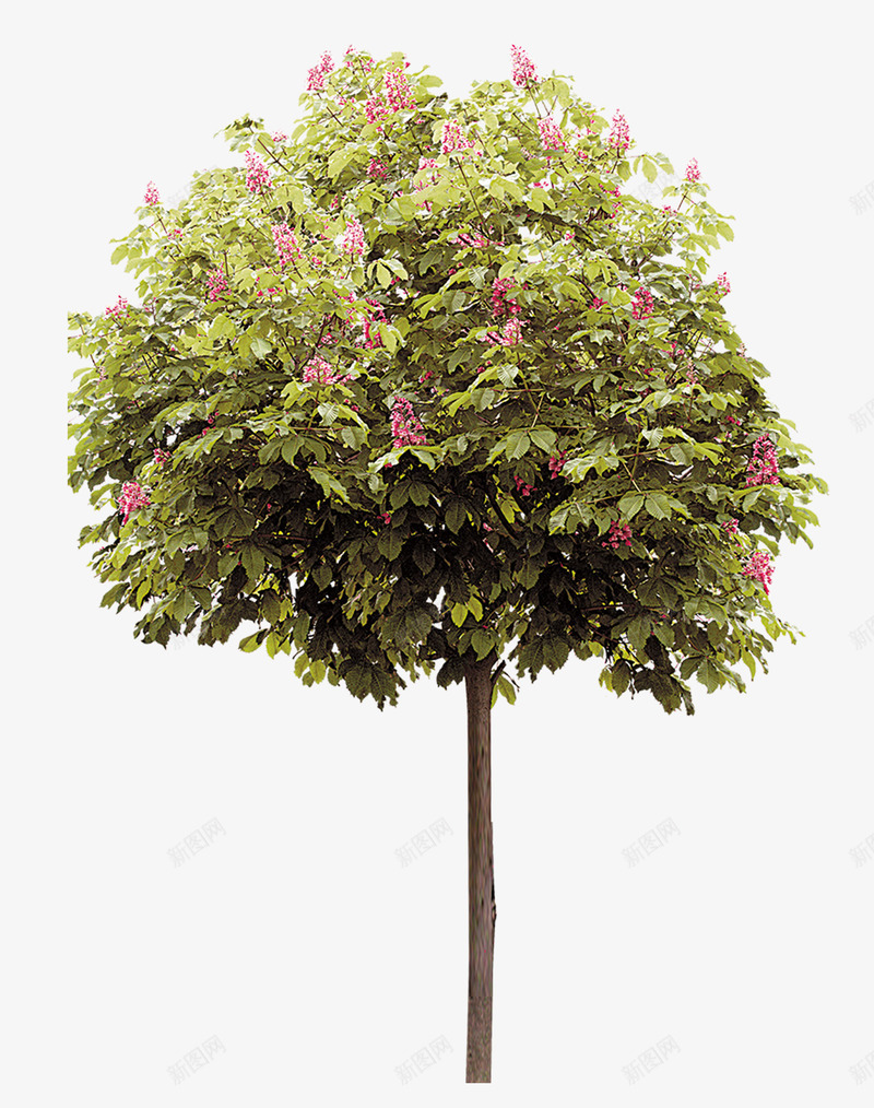 一棵开满花的树png免抠素材_新图网 https://ixintu.com 一棵树 树木 植物 绿色 花朵