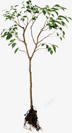 植物根茎连根拔起的树高清图片