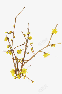 手绘彩绘黄色的花卉树木素材