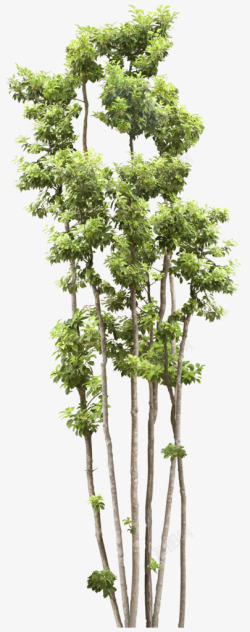 园林树木绿树透明素材