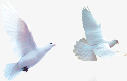 和平主义者和平鸽高清图片