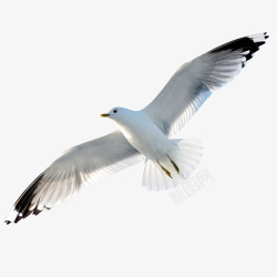 白色自由飞翔鸥展示翱翔白灰鸥高清图片