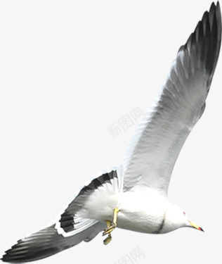 摄影海边的白鹭海鸥png免抠素材_新图网 https://ixintu.com 摄影 海边 海鸥 白鹭
