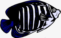 黑色条纹鱼素材