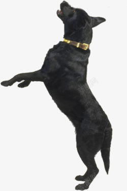 摄影黑色的小狗猎犬素材